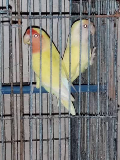 Lovebird Pair