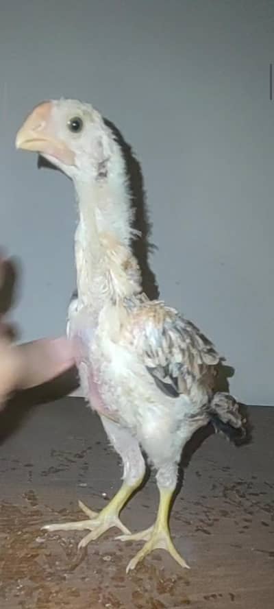 indian parrot beak long tail chicks / blue shamo chicks