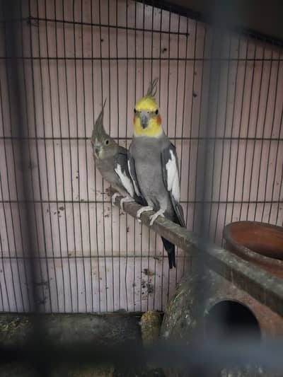 cocktail, Lovebird , budgie, albino