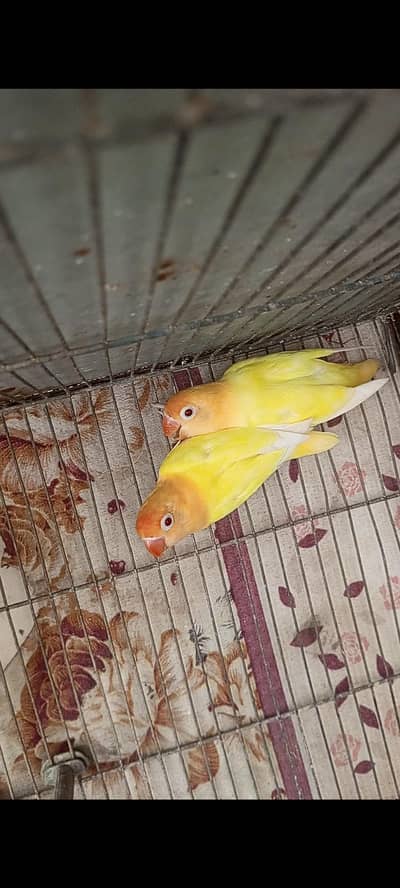 sapphire creamino opaline