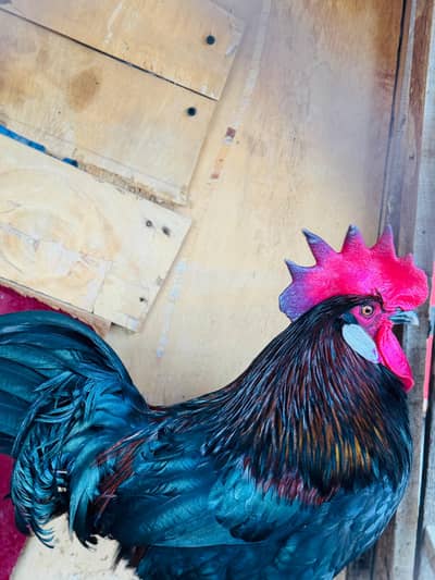 Australorp Male Cock For Sell