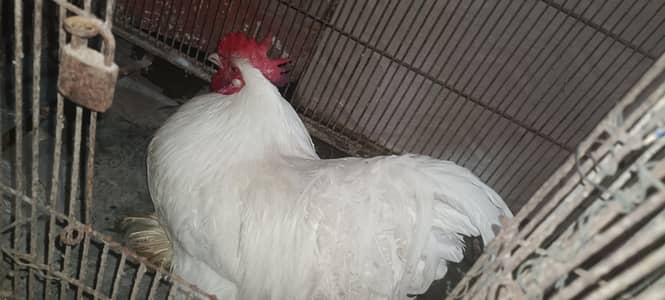 white buff male number 03072268563