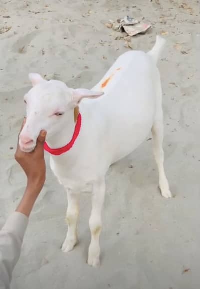 Gulabi Teddy Bakra