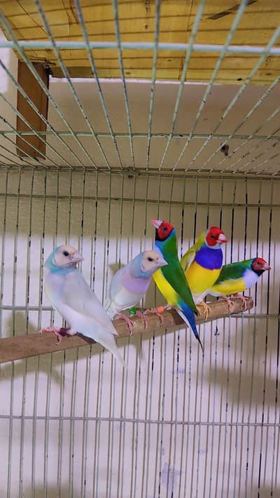 silver and common goldien redey to breed pairs