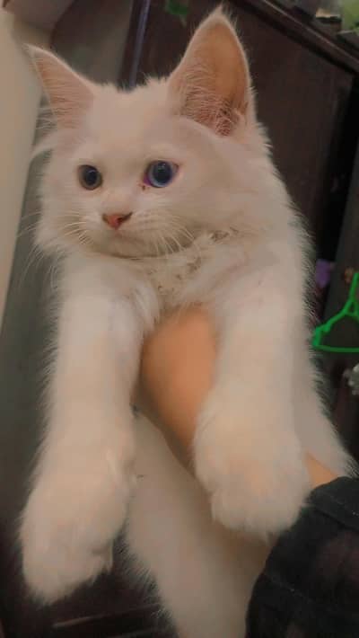 Persian male cat