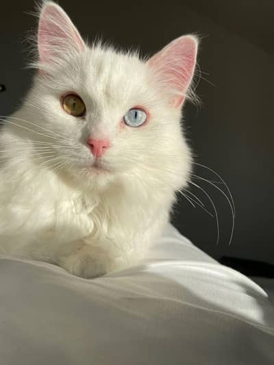Blue Eyes Double coat Female Persian Cat with kitten