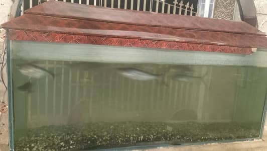 Aquarium | Big Aquarium