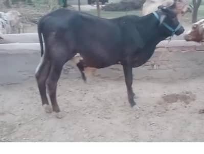 bull for sale