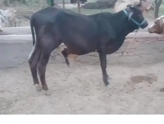 bull for sale