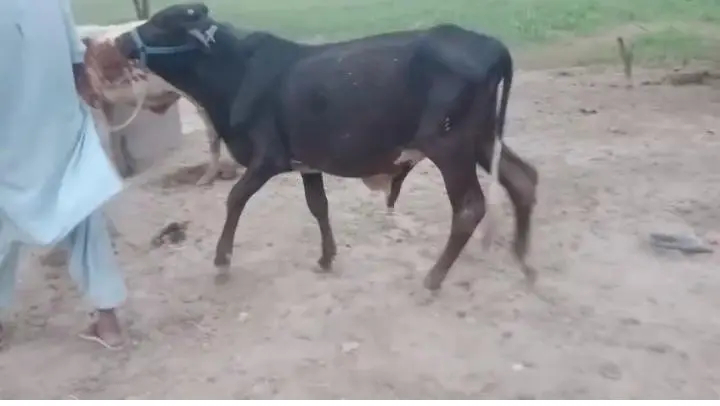bull for sale — photo 2