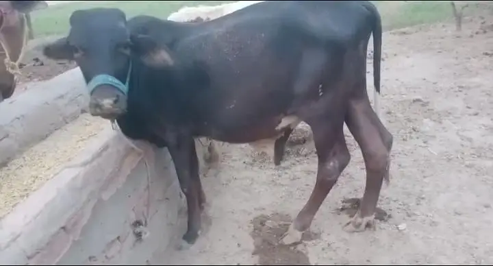 bull for sale — photo 3