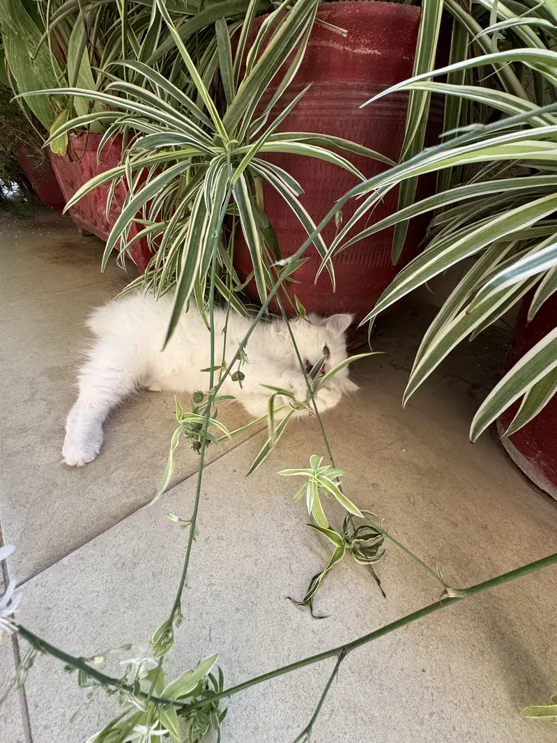 Persian Kitten for Sale — photo 2
