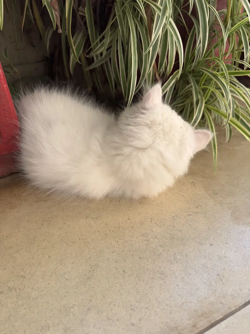 Persian Kitten for Sale — photo 3