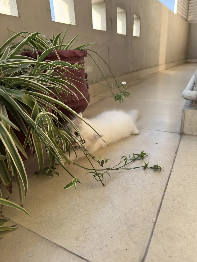 Persian Kitten for Sale — photo 4