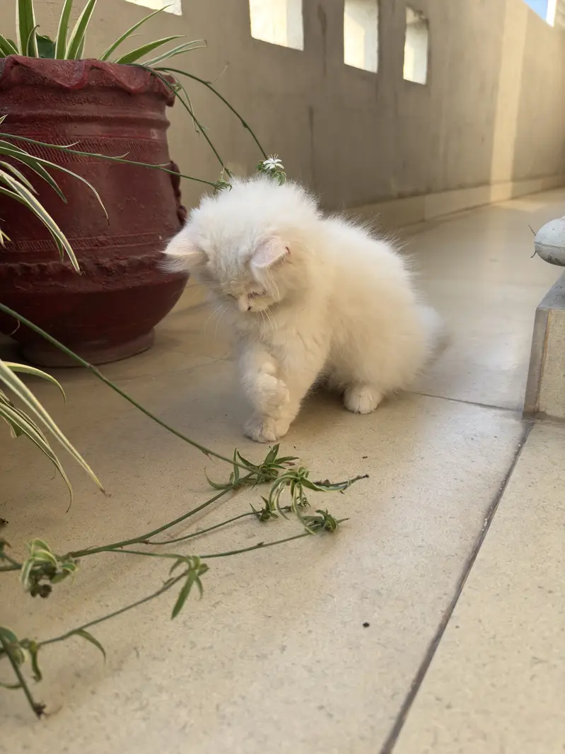 Persian Kitten for Sale — photo 5