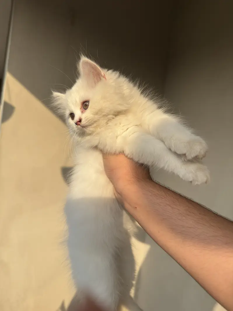 Persian Kitten for Sale — photo 6
