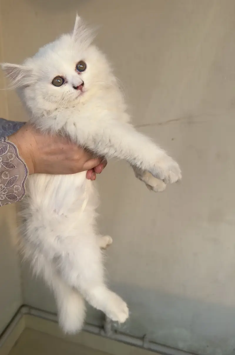 Persian Kitten for Sale — photo 7