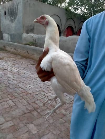paper white Aseel mianwali