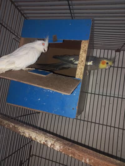 cocktails 1 pair and 1 female
