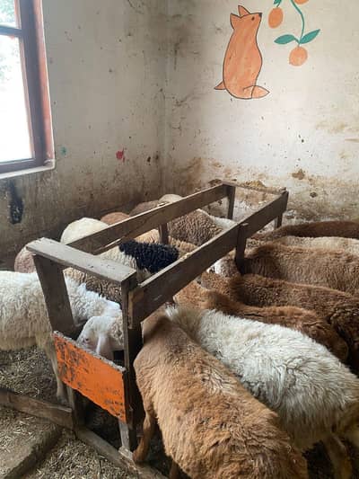 Sheep