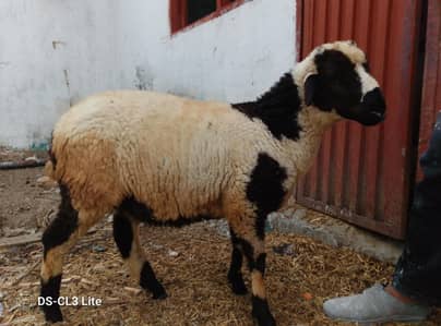 Sheep