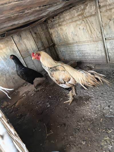 2 breedr 3 high  quilty pathy for sale
