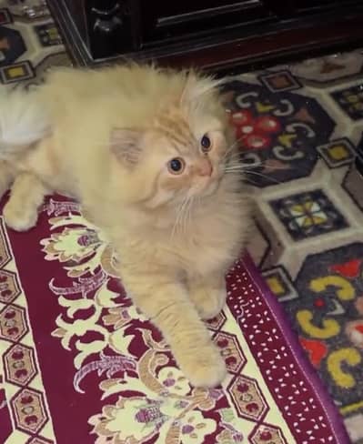 Persian adult male