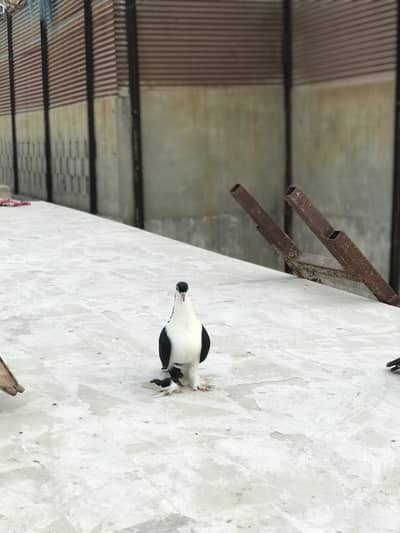 Black lahori sherazi male black tail laka male