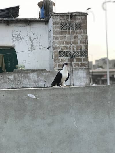 Black lahori sherazi male black tail laka male