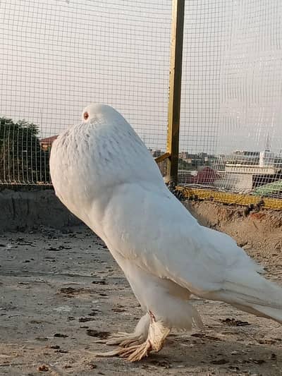 active pigeon
