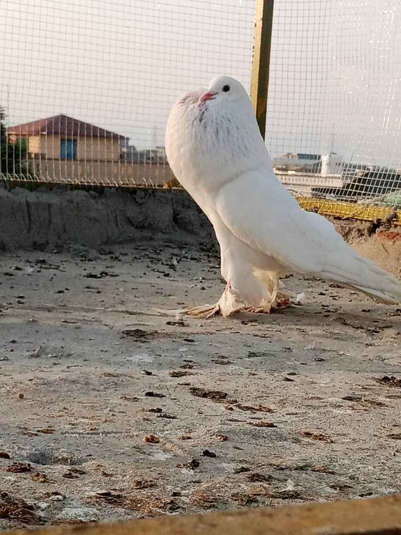 active pigeon 1
