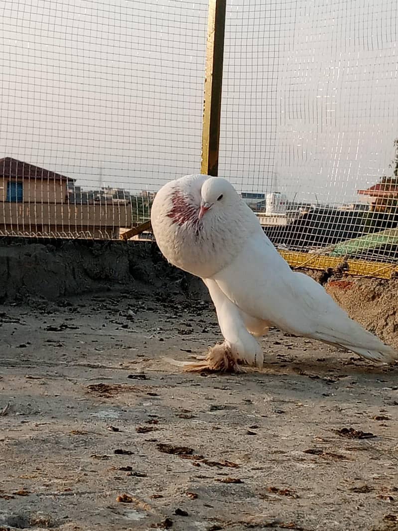 active pigeon 2
