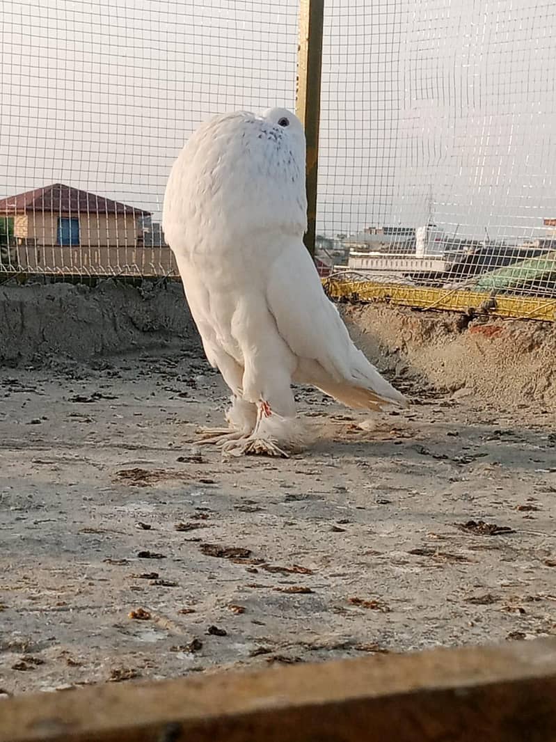 active pigeon 3