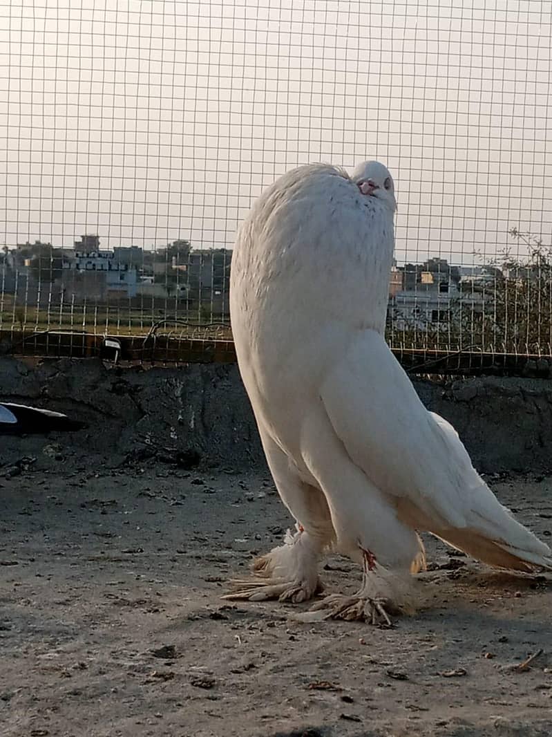 active pigeon 4