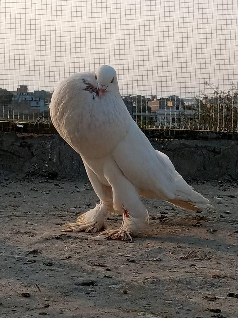 active pigeon 5