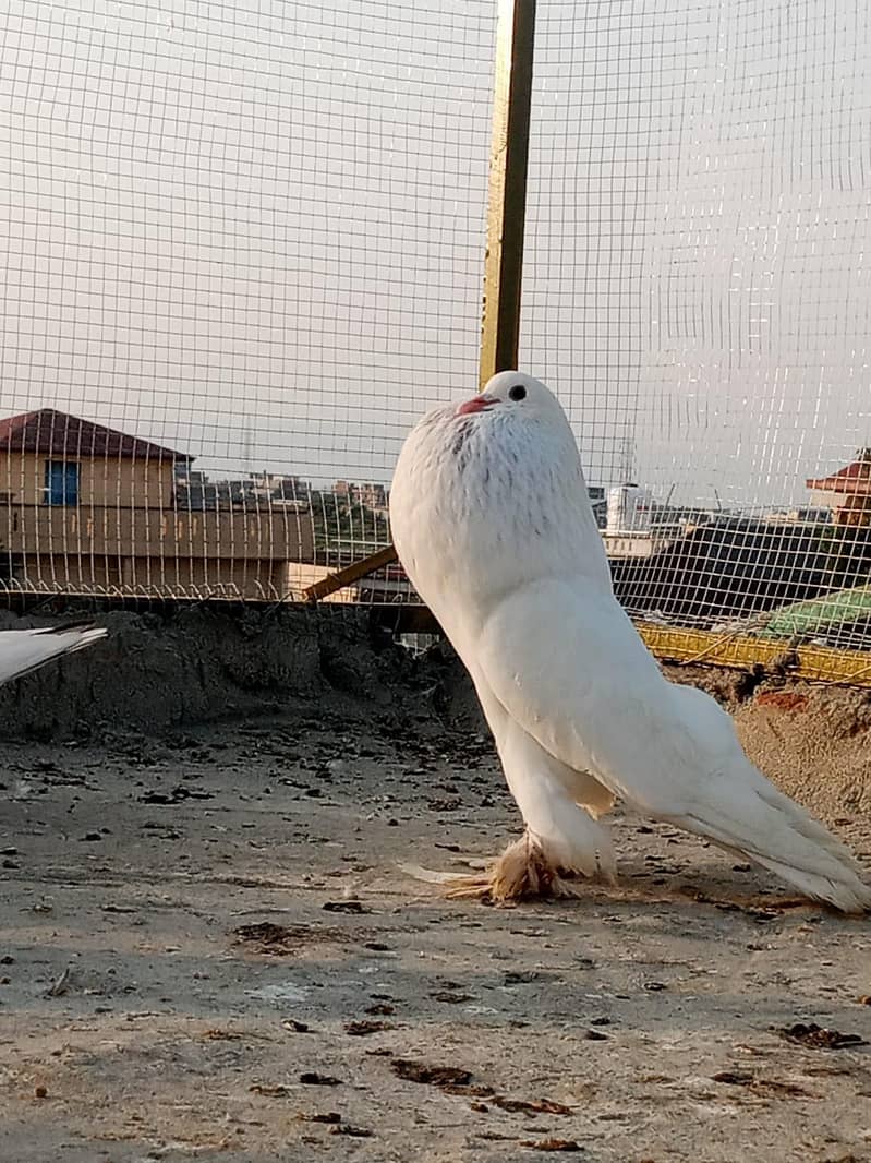 active pigeon 6