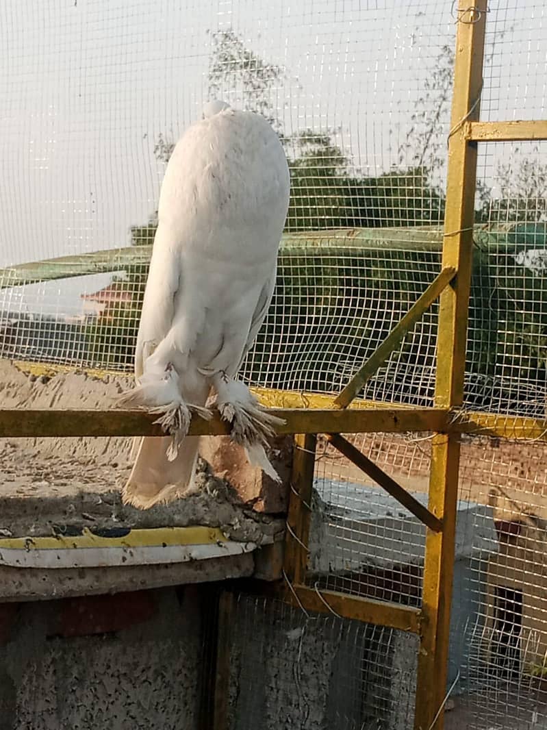 active pigeon 8