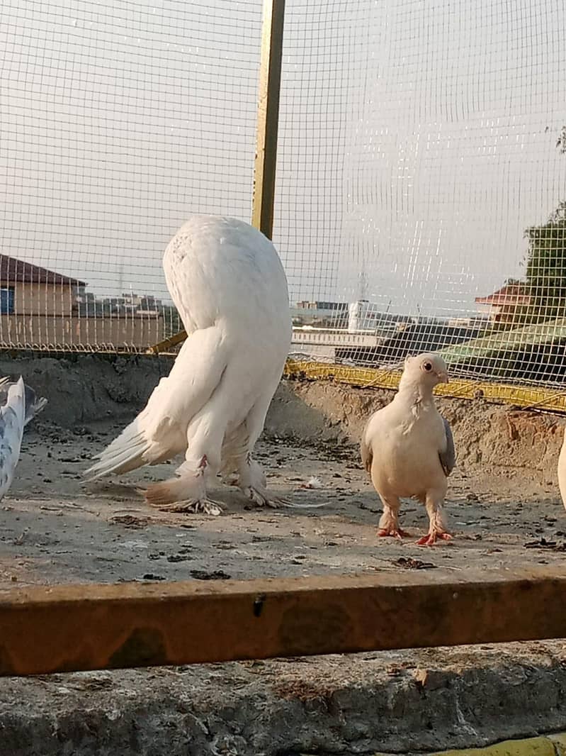 active pigeon 9