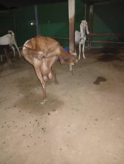dasi bakri