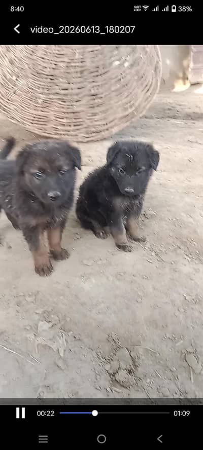 Garman shaped puppies for sale what's app 03037781315