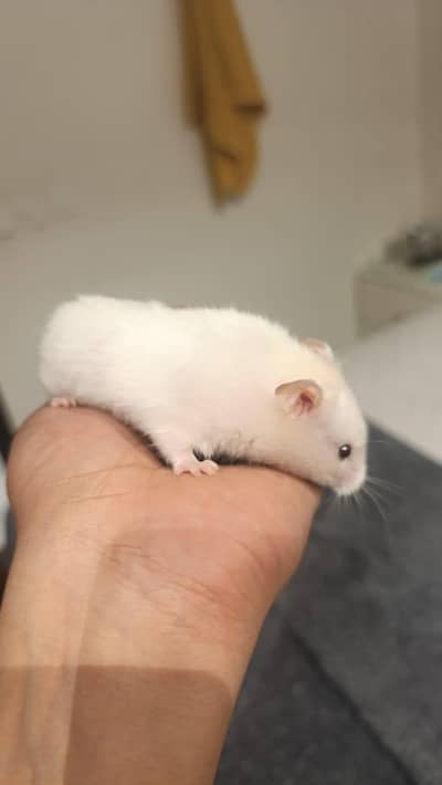 HAMSTERS