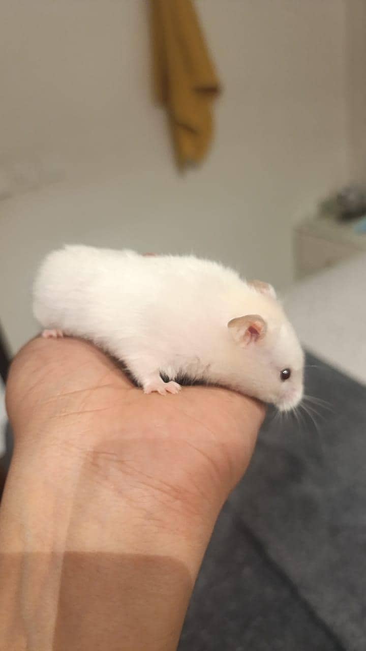 HAMSTERS 0