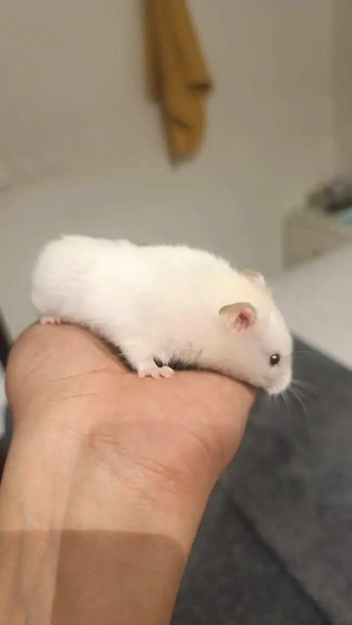 HAMSTERS