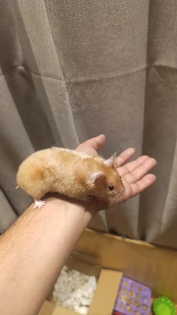 HAMSTERS — photo 2