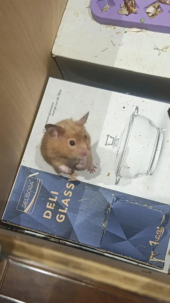 HAMSTERS — photo 3