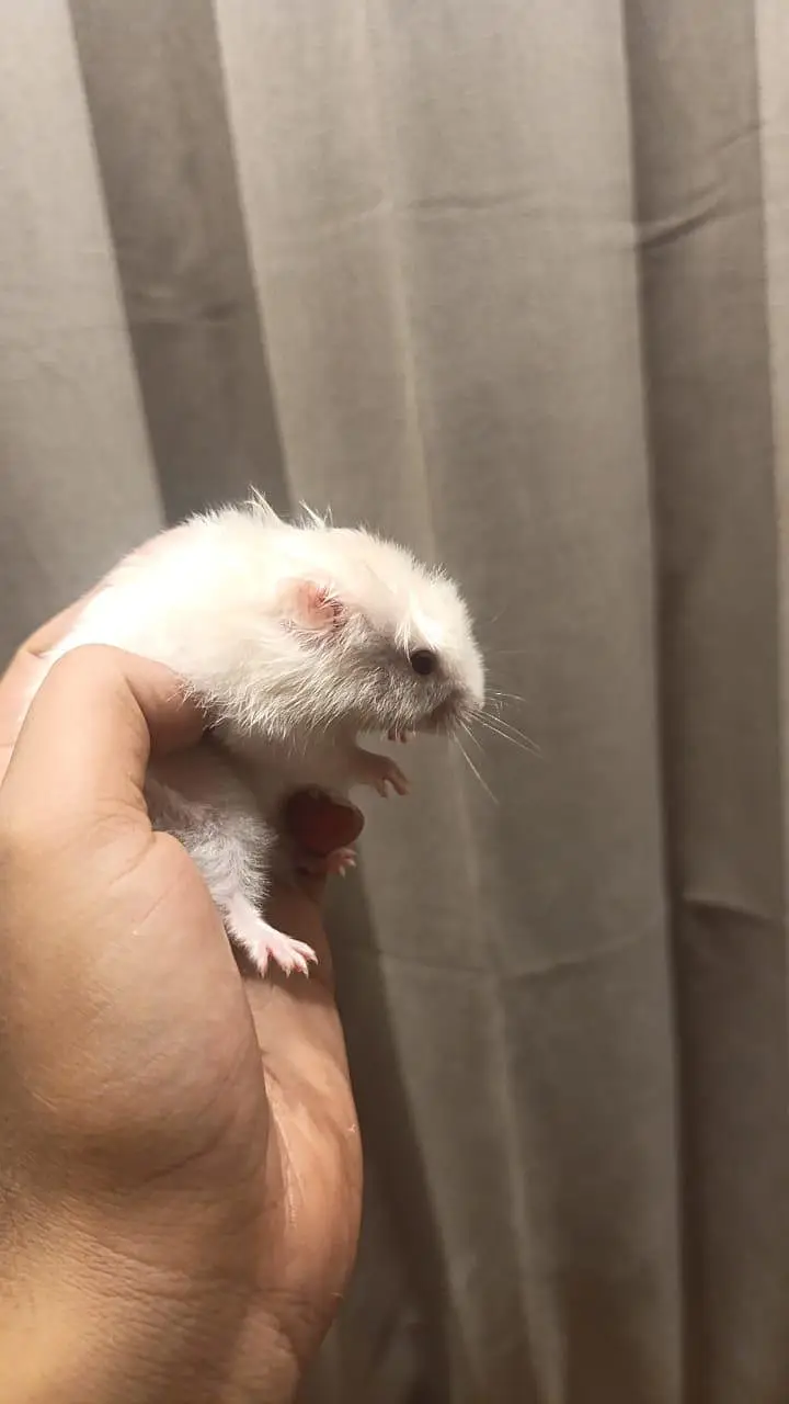 HAMSTERS — photo 4