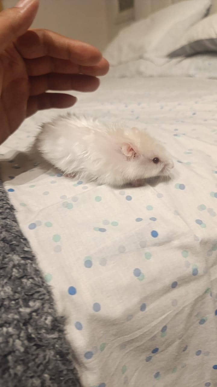HAMSTERS 4