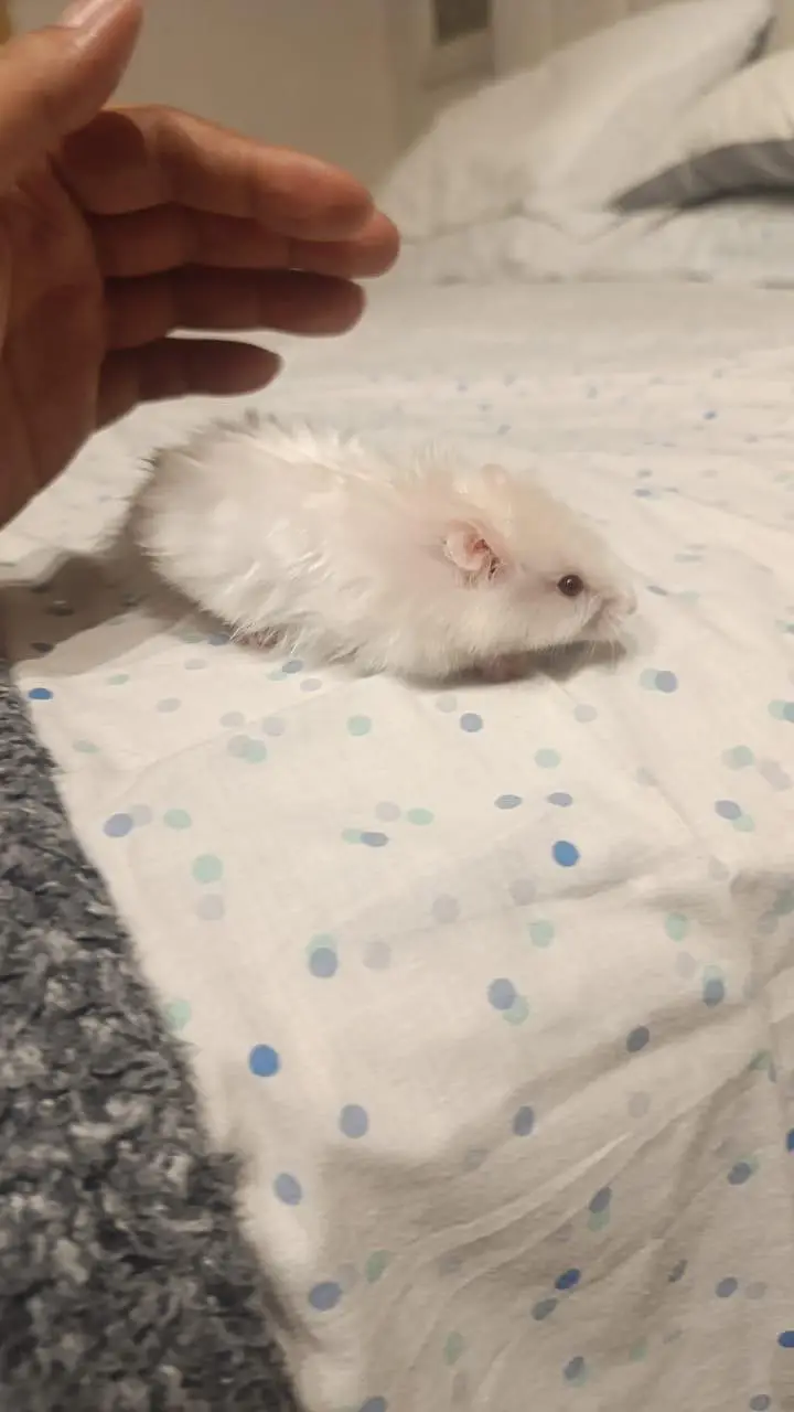 HAMSTERS — photo 5
