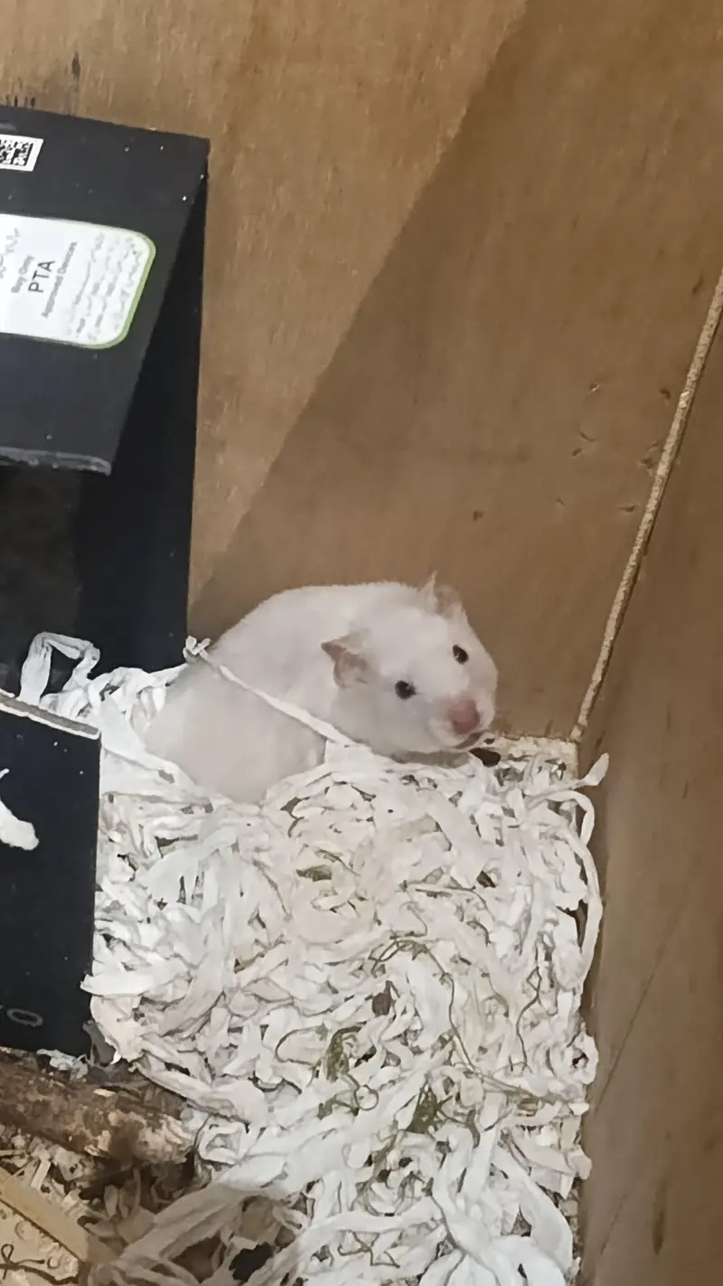 HAMSTERS — photo 6