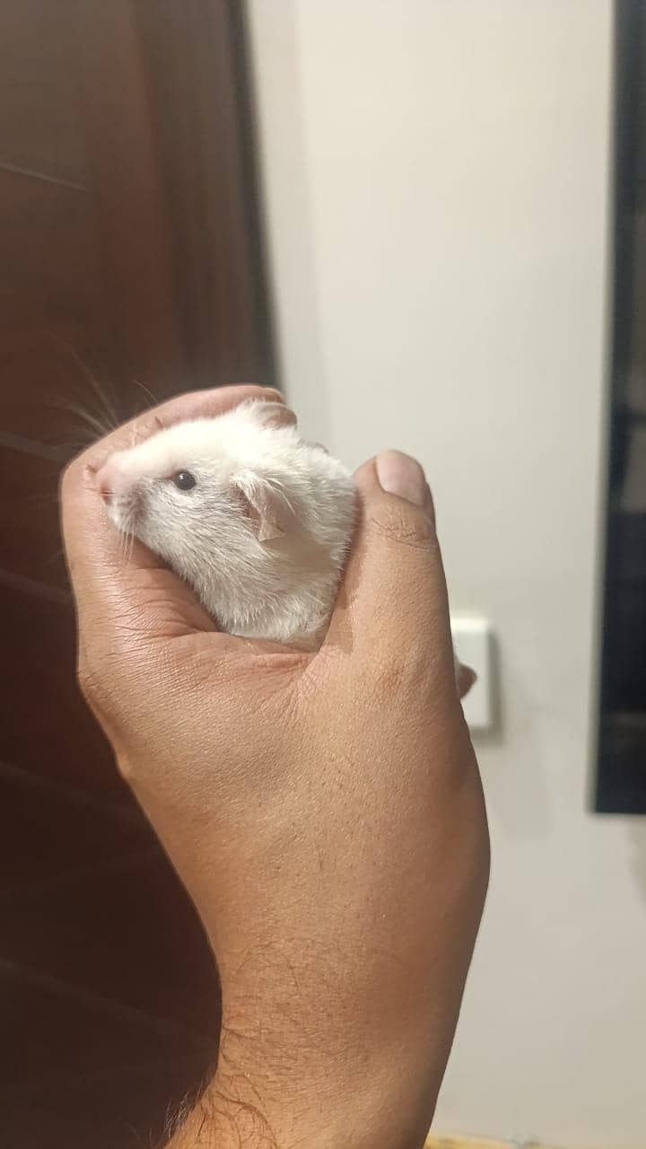 HAMSTERS 6